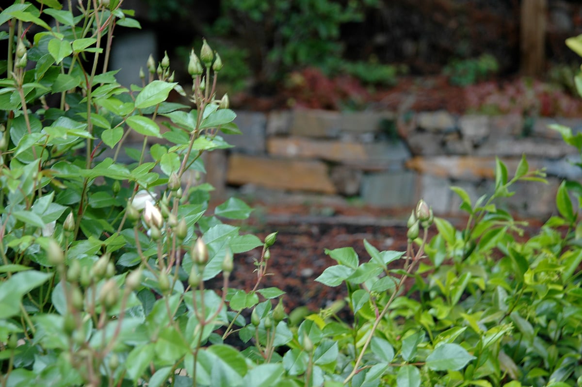 Subtropical Garden Berkeley California